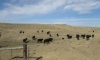 Old West Ranch Cattle