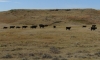 Old West Ranch Cattle 2
